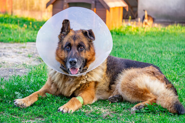 German shepherd dog with a plastic protective straitjacket on his head. dog after surgery, dog after castration with a bandage on its paw. © Adam