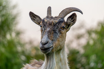 beautiful portrait of a goat farm animal. goat portrait, goat head on blurred background.