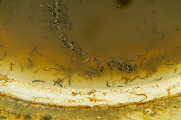 dirty sink in abandoned house. a sink in the bathroom overgrown with dirt. microbes in water at home, worms. © Adam