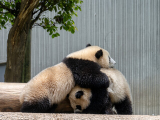 giant panda bear