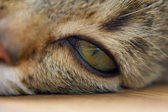 small domestic cat, pet on a macro scale with close-up of the eye and nose as well as fur