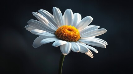 Close-up of a white daisy flower against a dark background, highlighting its intricate petal structure and vibrant yellow center.