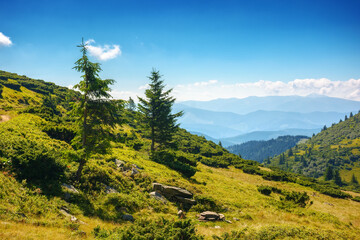 Obraz premium trees on the grassy slope of carpathian mountains in summer. alpine landscape with distant valleys and rolling hills on a sunny day. outdoor adventures and travel destinations of ukraine