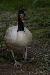 black swan on the lake