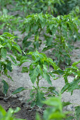 Green pepper plant in garden. Selective focus. Growing organic food, sustainability, and agriculture concept.