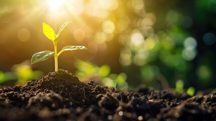 Young plant sprouting from soil, bathed in warm sunlight with blurred greenery in the background. Growth and renewal concept.