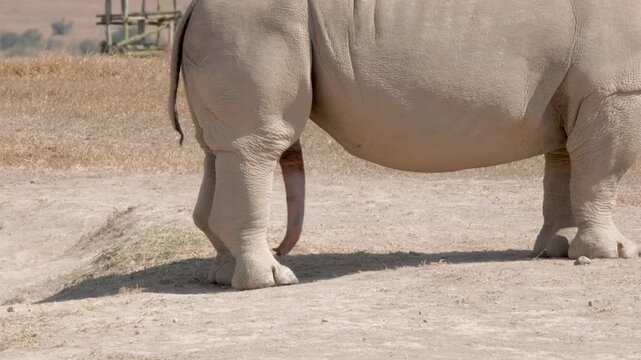 Close-up of a rhino genitals in a natural park in Africa