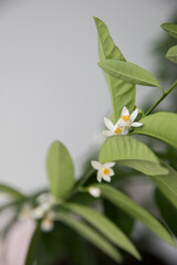 Branches of a blooming citrus tree in a pot in the room