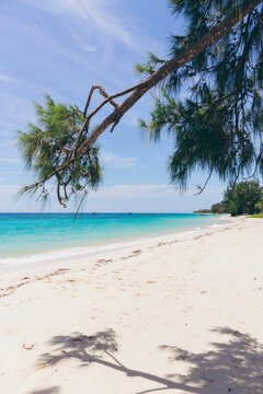 Beautiful scene of a white sand beach and tropical tree along Puru Kambera Beach, East Nusa Tenggara, Indonesia; Hamba Praing, Kanatang, East Sumba Regency, East Nusa Tenggara, Indonesia