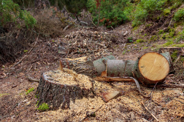 Fototapeta premium Felled timber in the forest. Collecting firewood as a source of energy. Forest protection conception.