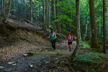 Obraz premium Women hikers with backpacks and poles in the forest
