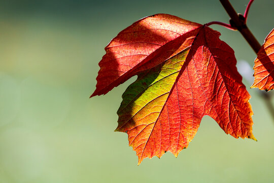 Close up of a colourful single maple leaf in the fall; Calgary, Alberta, Canada