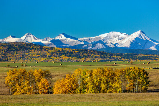 Row of colourful trees in the fall with hay bales, rolling colour hills and snow-capped mountains with blue sky in the background, West of Calgary, Alberta; Alberta, Canada