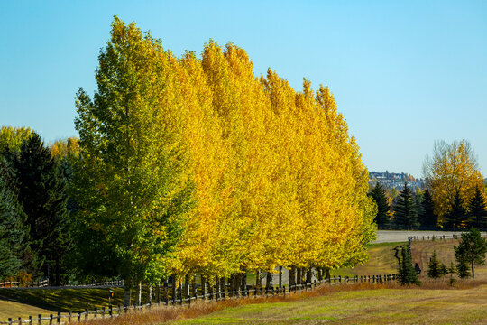 Row of glowing golden trees in the countryside in the fall with blue sky; Calgary, Alberta, Canada