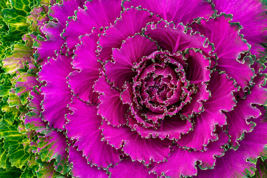 Close-up of a red cabbage (Brassica oleracea) in a garden; Calgary, Alberta, Canada