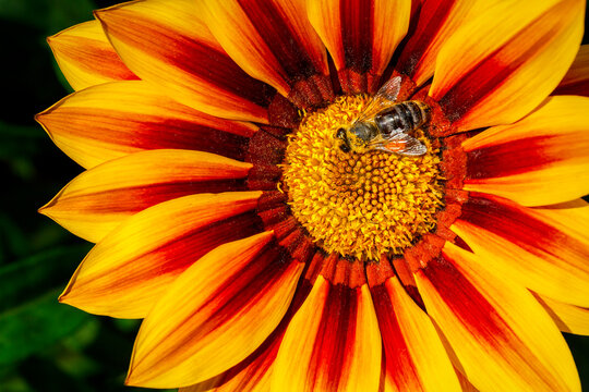 Extreme close up of a yellow flower with red stripes and a bee in the centre; Calgary, Alberta, Canada