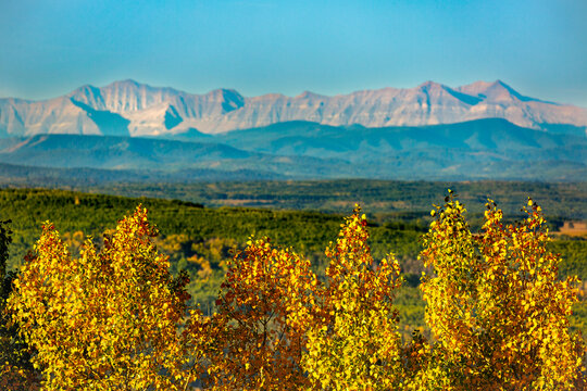 Row of glowing golden trees in the foreground with rolling hills, mountain range and blue sky in the background; Calgary, Alberta, Canada