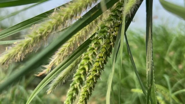 green grass during day time .