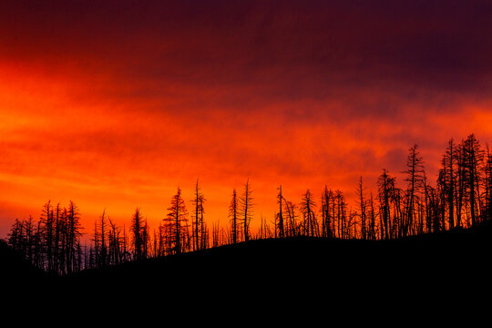 Silhouetted row of burned trees on top of a hill with glowing warm sky light in the background in Waterton Lakes National Park; Waterton, Alberta, Canada