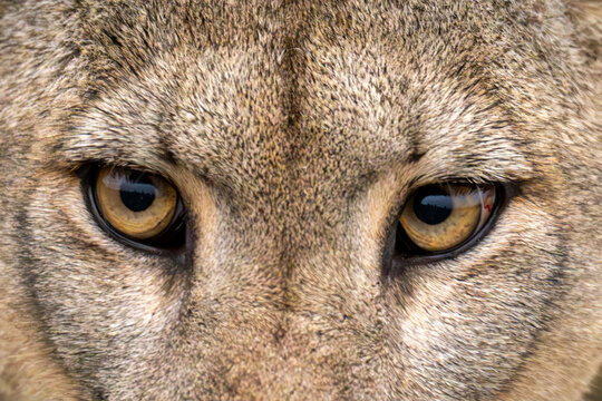 Close-up of puma (Puma concolor) face showing both eyes in Torres del Paine National Park; Chile