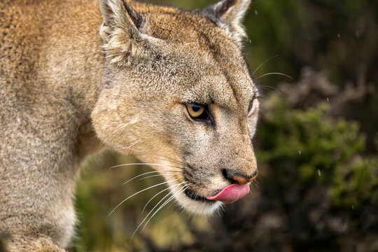 Close-up of puma (Puma concolor) standing licking it's lips in Torres del Paine National Park; Chile