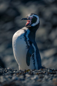 Magellanic penguin (Spheniscus magellanicus) squawks on shingle beach in sunshine; Magdalena Island, Magallanes Region, Chile