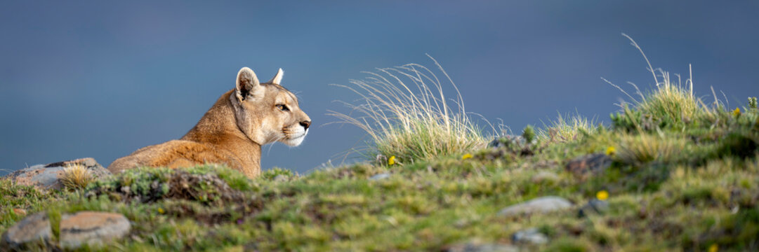 Panorama of puma (Puma concolor) lying on grassy ridge in Torres del Paine National Park; Chile