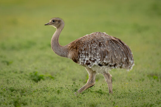 Rhea (Struthio americanus) walking across grassy field in profile in Torres del Paine National Park; Chile
