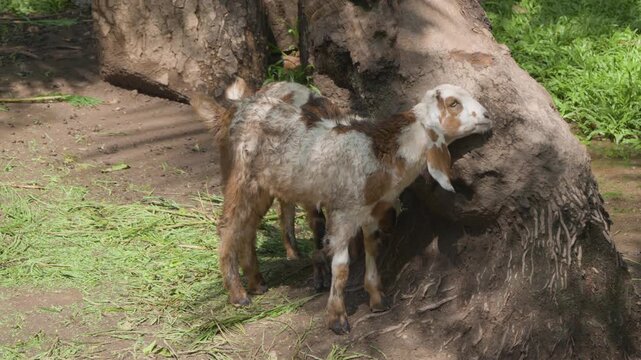Beetal Goat Breed Animals In Taman Safari Park In Bali, Indonesia. Close-up Shot