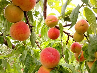 Ripe tasty peaches on tree branches. Beautiful garden backgrounds in the garden in summer with edible fruits on tree branches among green leaves. Growing fruit in the garden