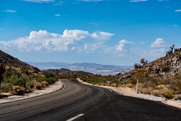 Joshua Trees, cacti, and other succulents and plants as seen on a bright summer day at in sunny Southern California 