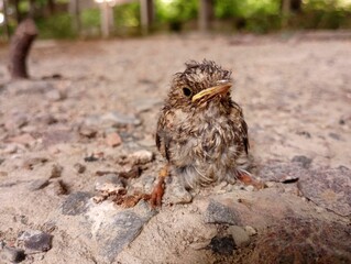 A gray young bird sits on gray old concrete and looks into the lens. Macro shot of a sparrow chick