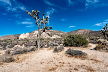 Joshua Trees, cacti, and other succulents and plants as seen on a bright summer day at in sunny...