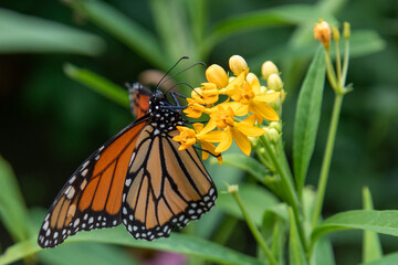 Monarch butterfly feeding on bright yellow flowers.