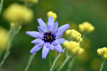 A blue flower of Cupid's dart ( Catananche caerulea)