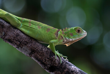 Close up portrait of green iguana