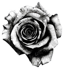 PNG  Detailed black and white rose