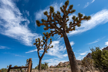 Fototapeta premium Joshua Trees, cacti, and other succulents and plants as seen on a bright summer day at in sunny Southern California 
