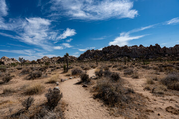 Joshua Trees, cacti, and other succulents and plants as seen on a bright summer day at in sunny Southern California 