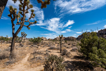 Joshua Trees, cacti, and other succulents and plants as seen on a bright summer day at in sunny Southern California 