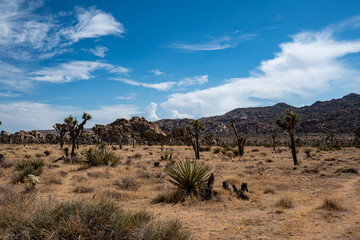 Joshua Trees, cacti, and other succulents and plants as seen on a bright summer day at in sunny Southern California 