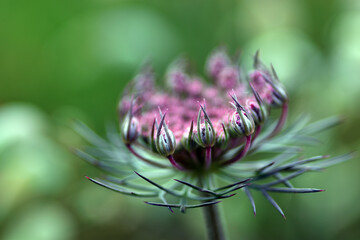 Unopened flowers of wild carrot (Daucus carota)
