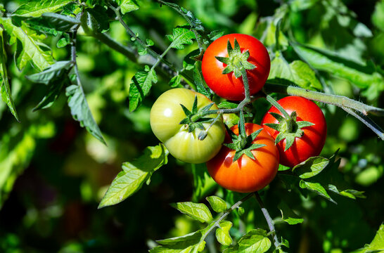 Close-up of large cherry tomatoes (Solanum lycopersicum var. cerasiforme) ripening on the vine in a sunny garden; Calgary, Alberta, Canada