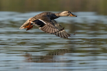 Close-up view of a female mallard duck (Anas platyrhynchos) taking flight over the water; Whitehorse, Yukon, Canada