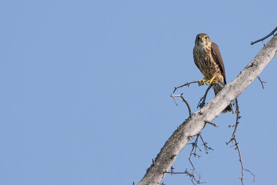Portrait of a merlin (Falco columbarius) sitting on a branch against a clear, blue sky at Tarfu Lake, looking at the camera; White Horse, Yukon, Canada