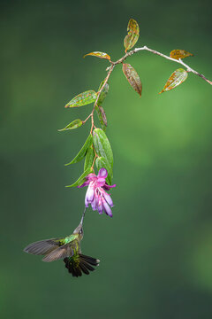 Endemic talamanca hummingbird in cloud forest of Panama