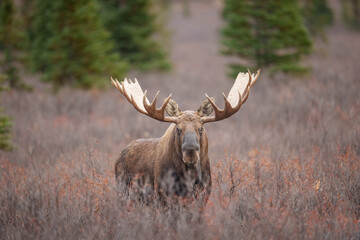Alaska Bull Moose During Rut in Denali