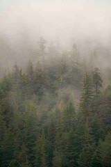 Foggy Alaska Boreal Trees and Landscape