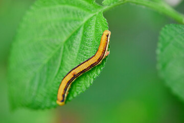 Close-up of caterpillar on leaf