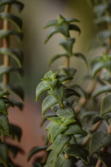 Close-up of Crassula Rupestris succulent vertical plant